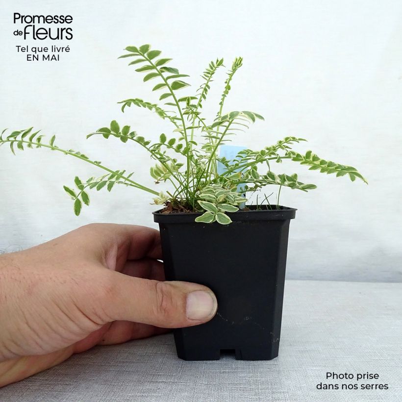 Spécimen de Polemonium caeruleum Brise d'Anjou Godet de 8/9 cm tel que livré au printemps