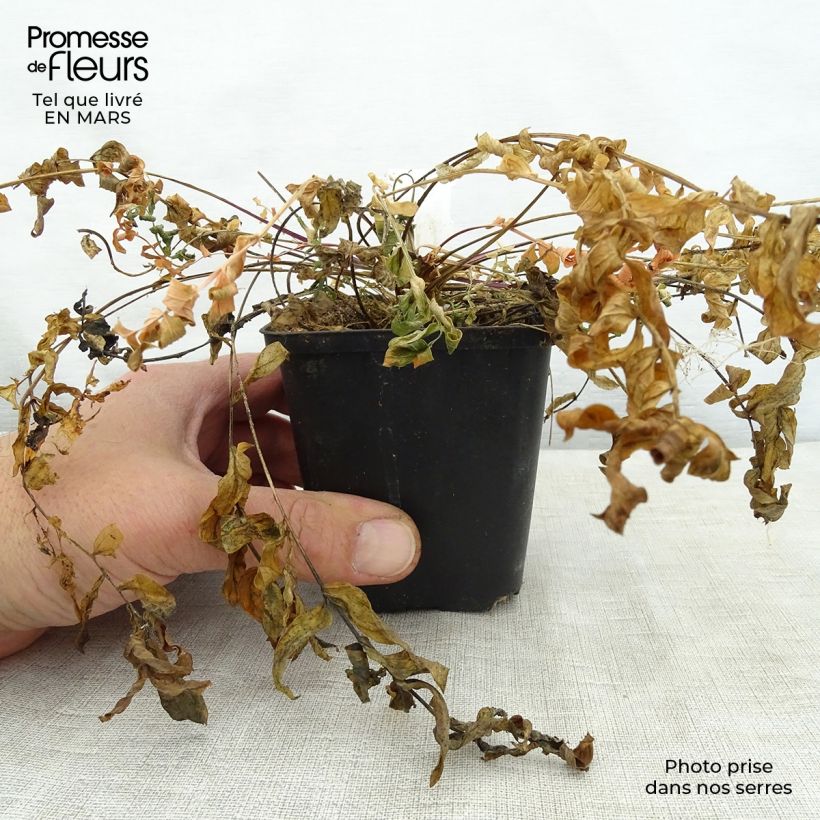 Spécimen de Polemonium caeruleum Lambrook Mauve Godet de 8/9 cm tel que livré au printemps