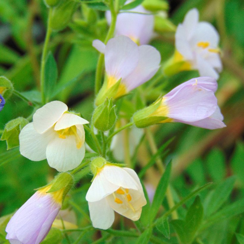 Polemonium carneum Apricot Delight (Floraison)