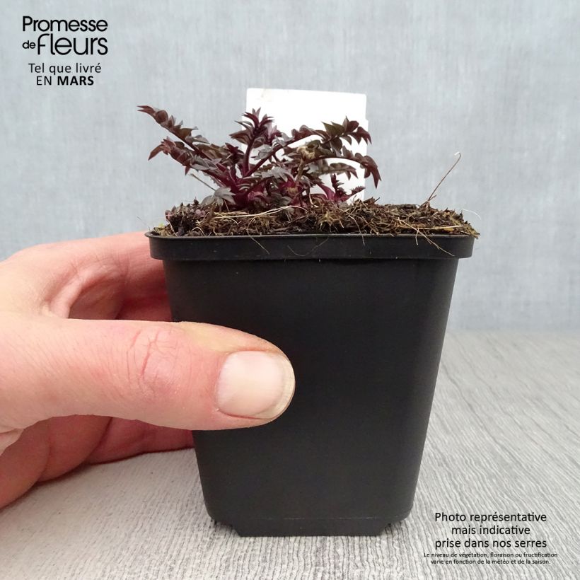 Spécimen de Polemonium hybride Heaven Scent - Valériane grecque Godet de 8/9 cm tel que livré au printemps