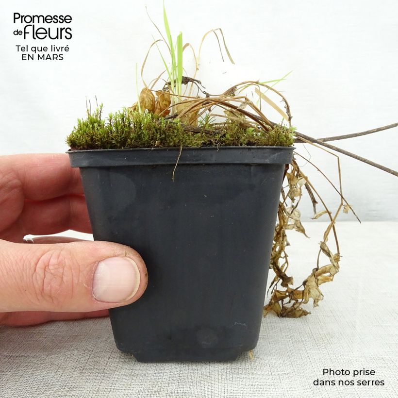 Spécimen de Polemonium reptans Touch of Class - Valériane grecque rampante Godet de 8/9 cm tel que livré au printemps