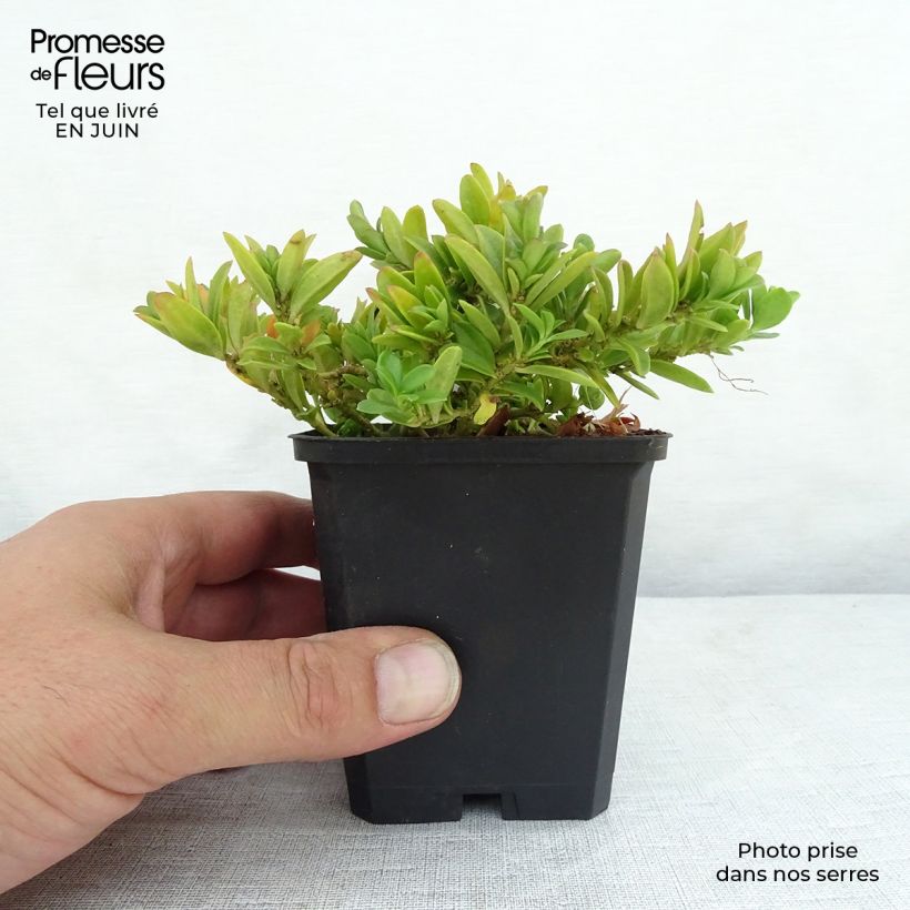 Spécimen de Polygala chamaebuxus Grandiflora - Faux buis Godet de 8/9 cm tel que livré en été