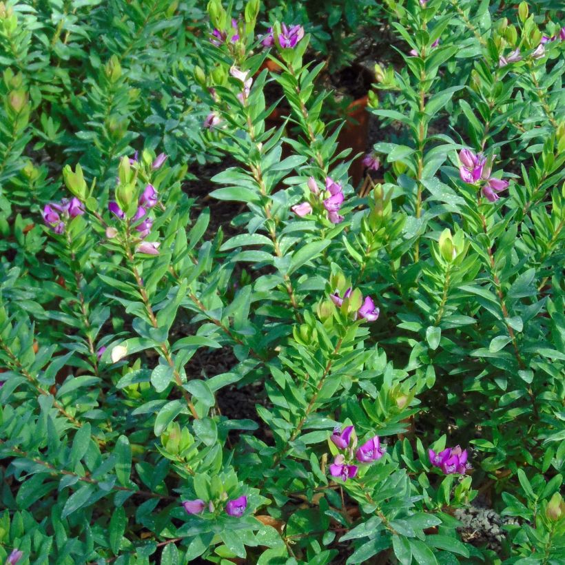 Polygala myrtifolia - Polygale à feuilles de myrte (Foliage)