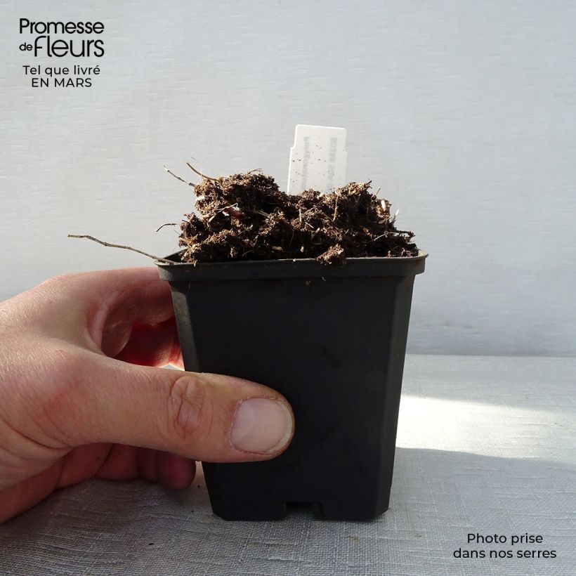 Spécimen de Polygonatum humile - Sceau de Salomon Godet de 8/9 cm tel que livré au printemps