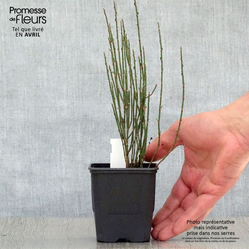 Spécimen de Polygonum scoparium - Renouée à balais Godet de 8/9 cm tel que livré au printemps