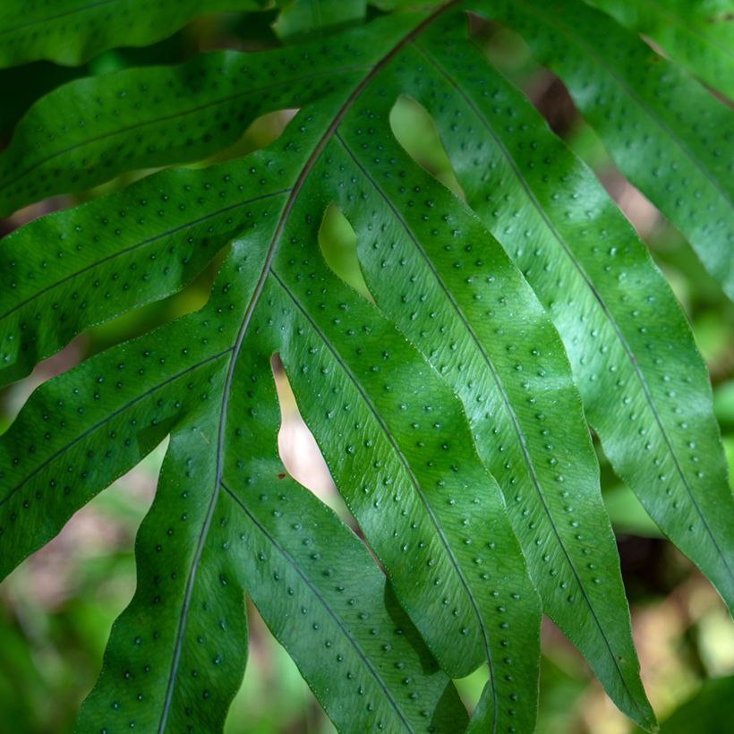 Polypodium ou Phlebodium pseudoaureum - Fougère bleue de Virginie (Feuillage)