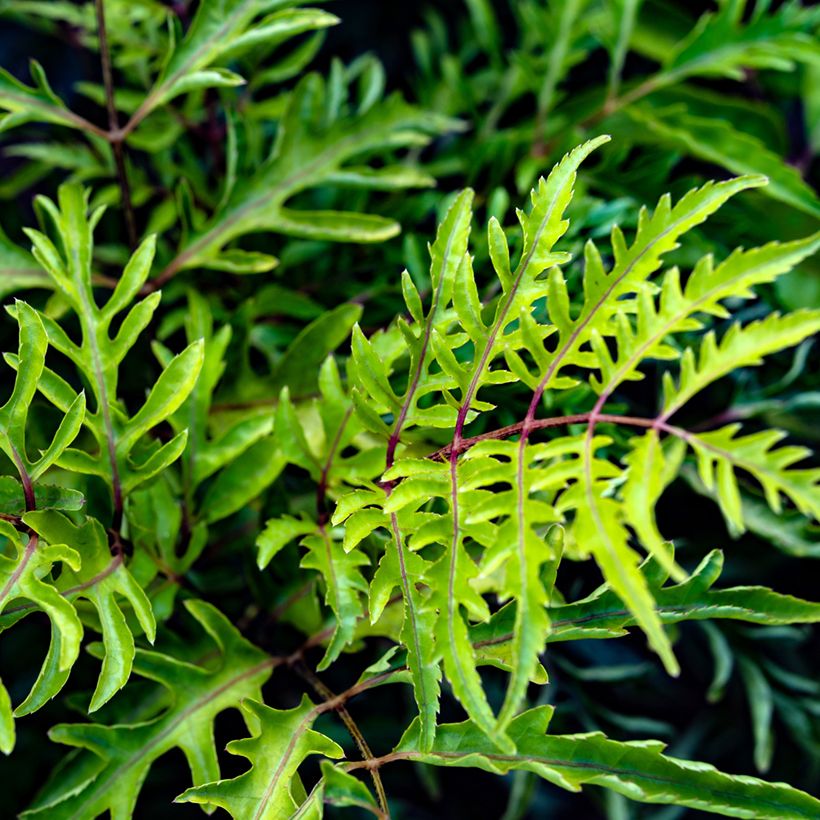 Polyscias filicifolia - Faux-aralia à feuilles de fougère (Foliage)