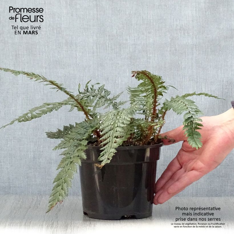Example of Polystichum Shiny Holy Fern - Fougère persistante  Pot de 2L/3L as you get in printemps
