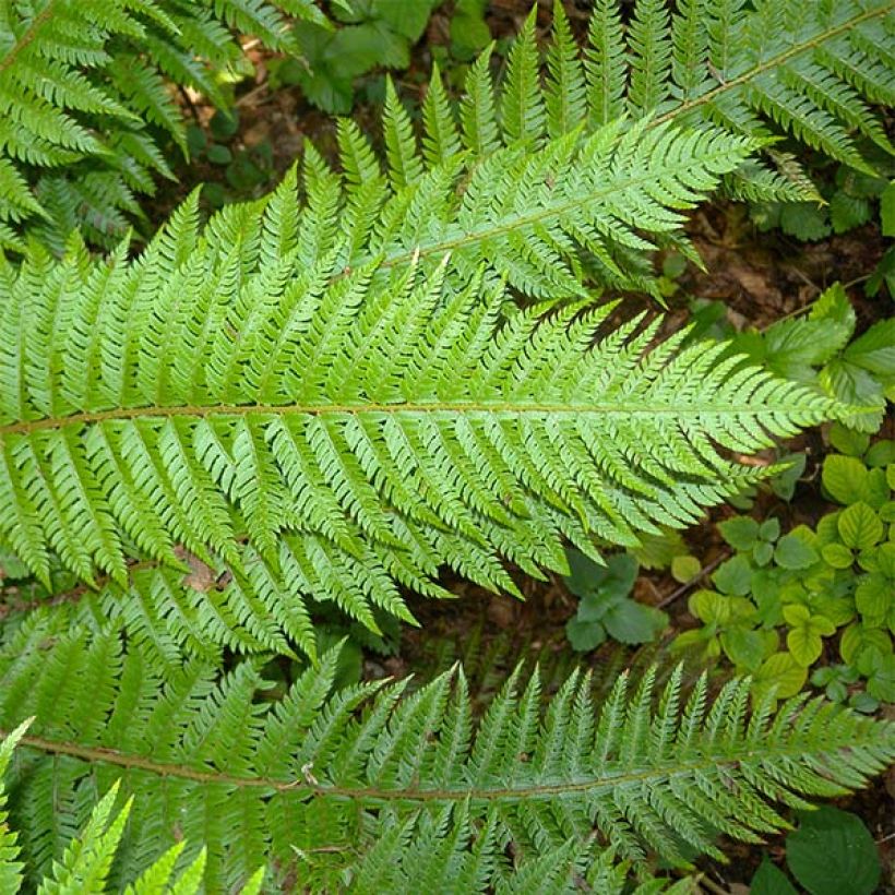 Polystichum aculeatum - Fougère (Foliage)
