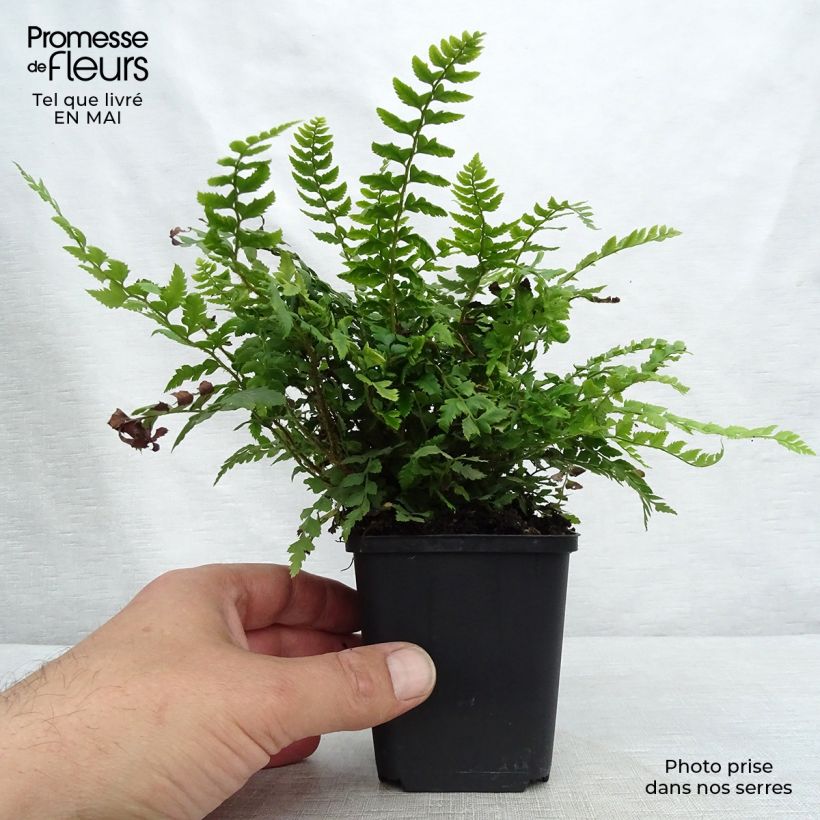 Example of Polystichum aculeatum - Fougère Godet de 8/9 cm as you get in printemps
