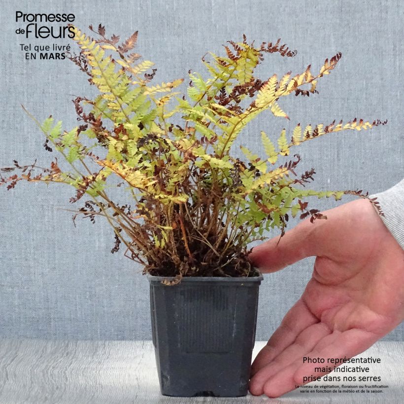 Example of Polystichum braunii - Fougère Godet de 8/9 cm as you get in printemps