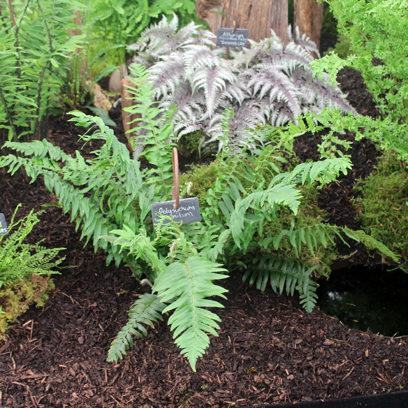 Polystichum munitum - Fougère (Plant habit)