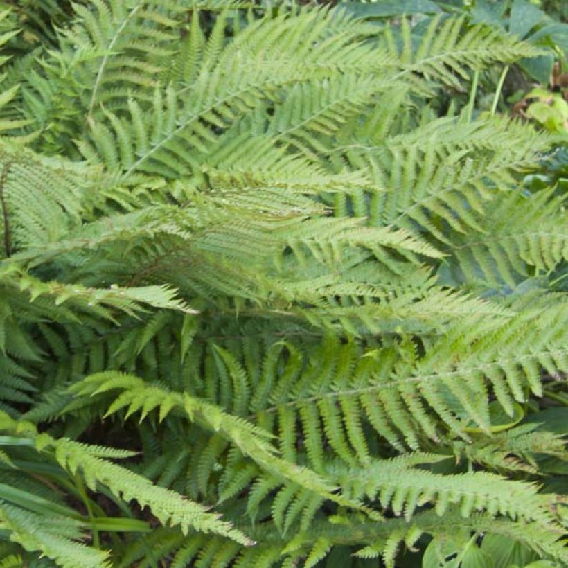 Polystichum polyblepharum - Fougère persistante (Foliage)