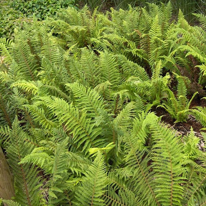 Polystichum setiferum - Fougère (Foliage)