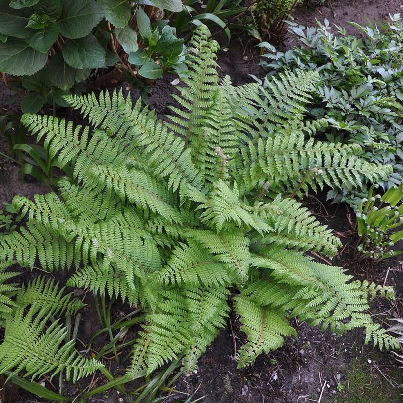 Polystichum setiferum - Aspidie à cils raides Herrenhausen (Plant habit)