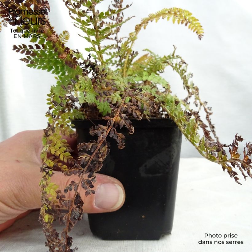 Example of Polystichum setiferum - Aspidie à cils raides Densum Godet de 8/9 cm as you get in printemps