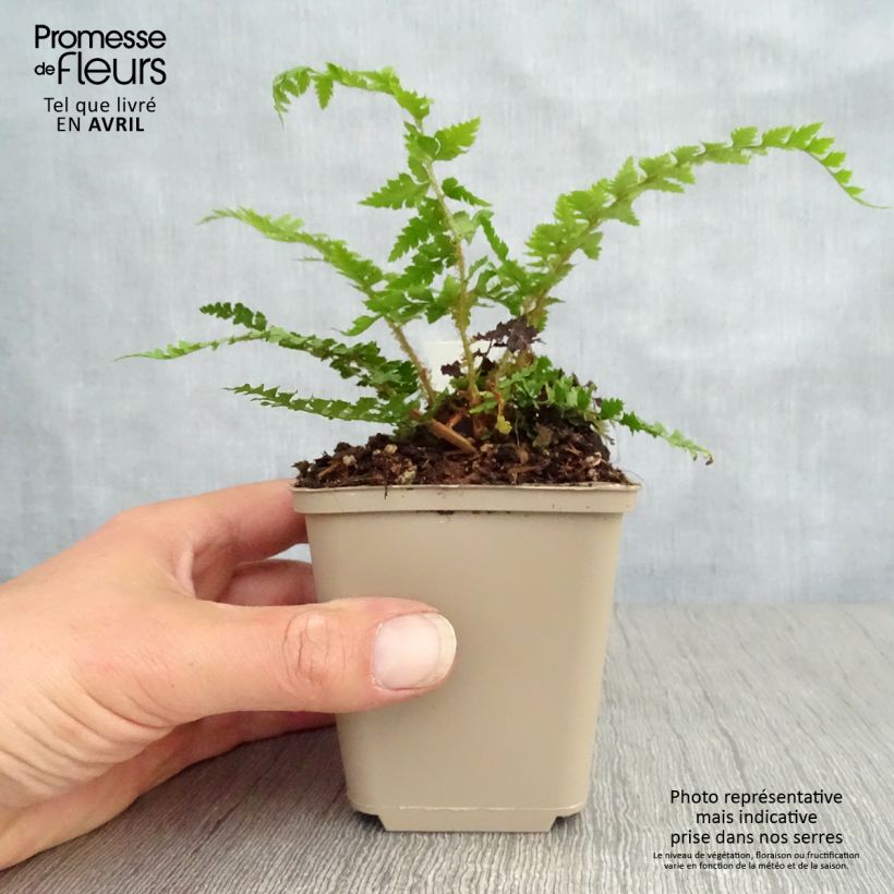 Example of Polystichum setiferum Dahlem - Fougère Godet de 8/9 cm as you get in printemps