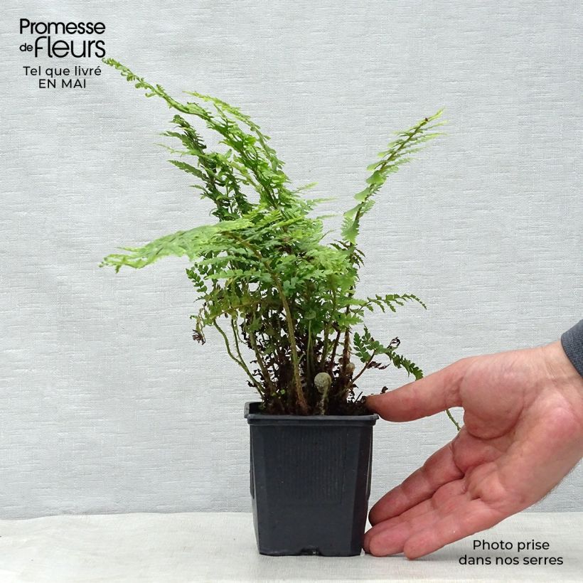 Example of Polystichum setiferum - Fougère Godet de 8/9 cm as you get in printemps