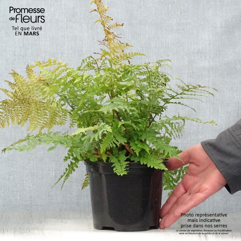 Example of Polystichum setiferum - Fougère Pot de 2L/3L as you get in printemps