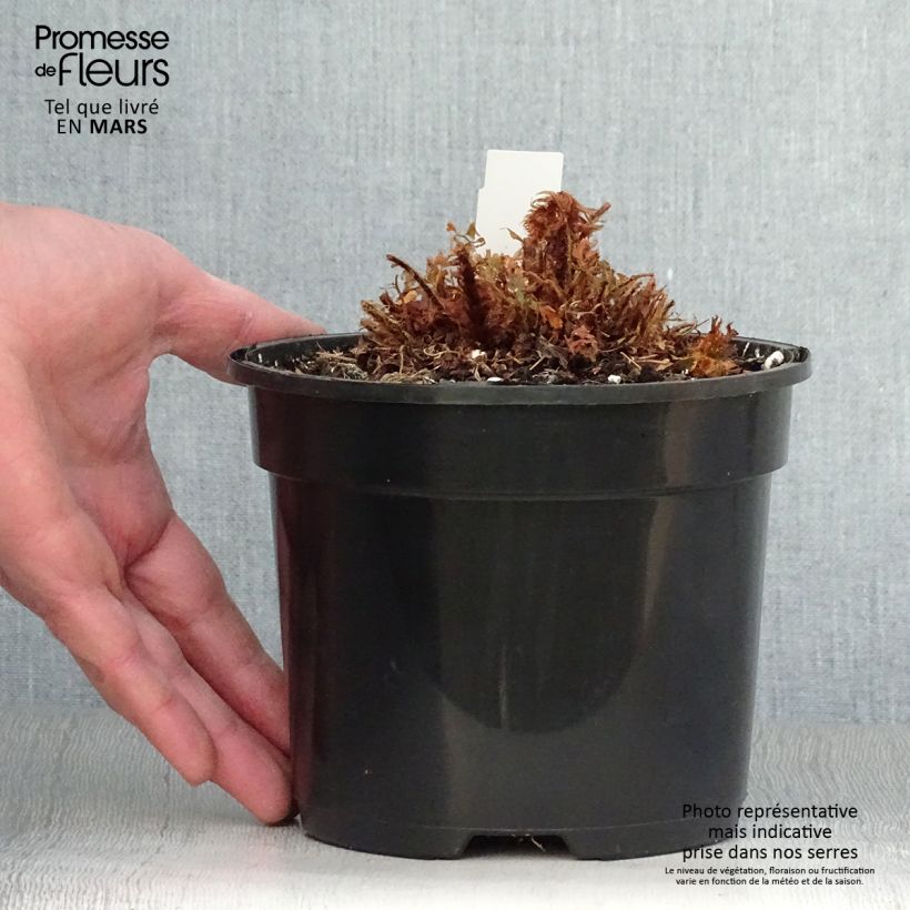 Example of Polystichum setiferum Plumosum Bevis - Aspidie à cils raides Pot de 2L/3L as you get in printemps