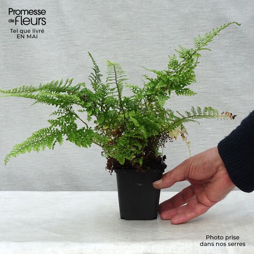 Example of Polystichum setiferum Plumosum Densum - Fougère Godet de 8/9 cm as you get in printemps