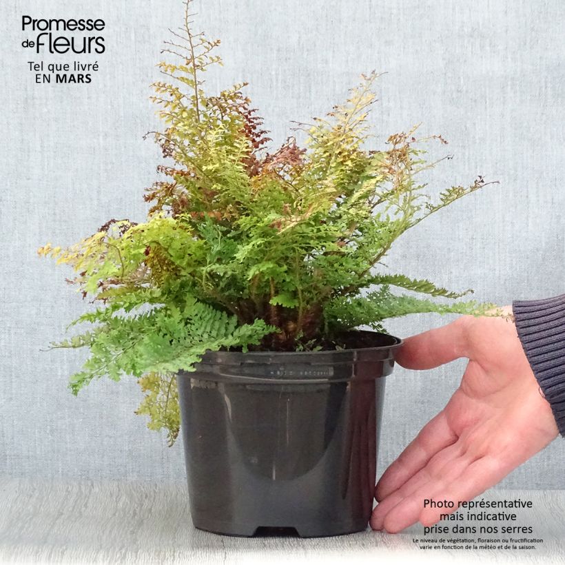 Example of Polystichum setiferum Plumosum Densum - Fougère Pot de 2L/3L as you get in printemps