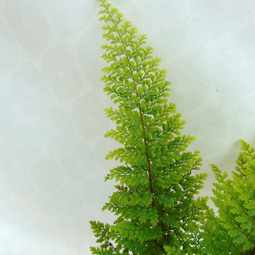 Polystichum setiferum Plumosum Densum - Fougère (Foliage)