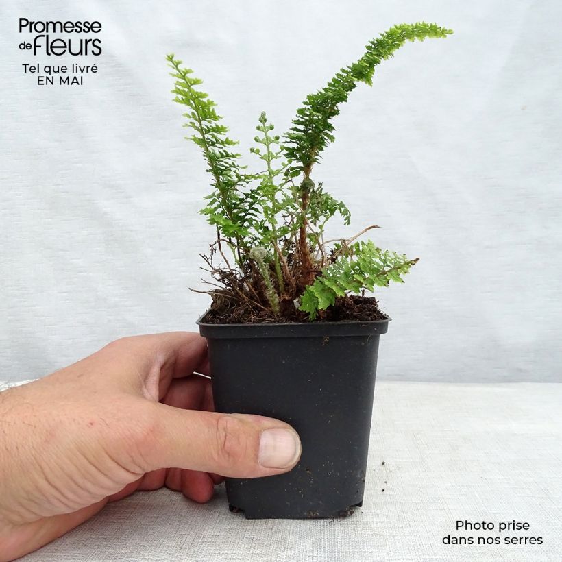 Spécimen de Polystichum tsus-simense - Aspidie, fougère Godet de 8/9 cm tel que livré au printemps