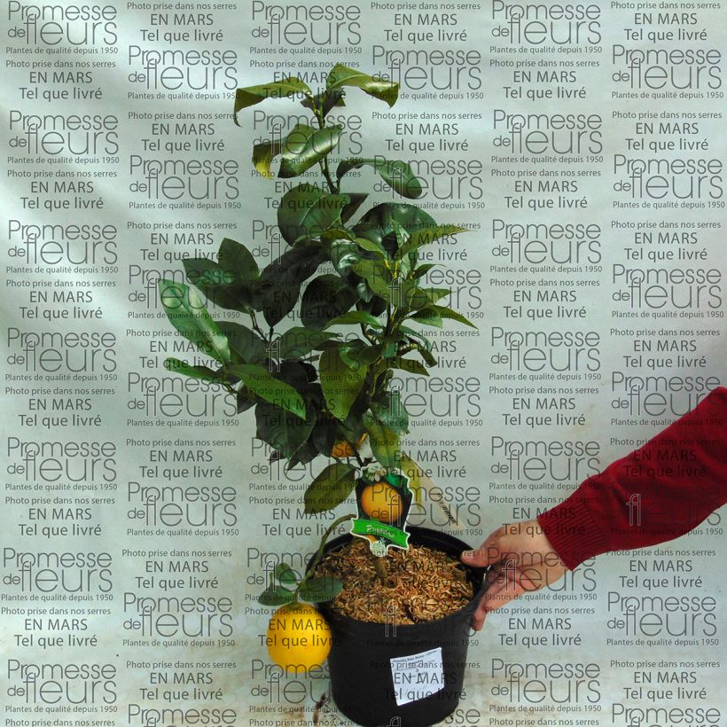 Exemple de spécimen de Pomelo Star Ruby - Citrus paradisi  Pot de 4L/5L tel que livré