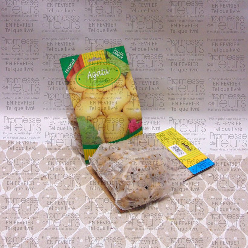 Example of Pommes de terre Agata Sac de 25 plants calibre 28/35 mm as you get