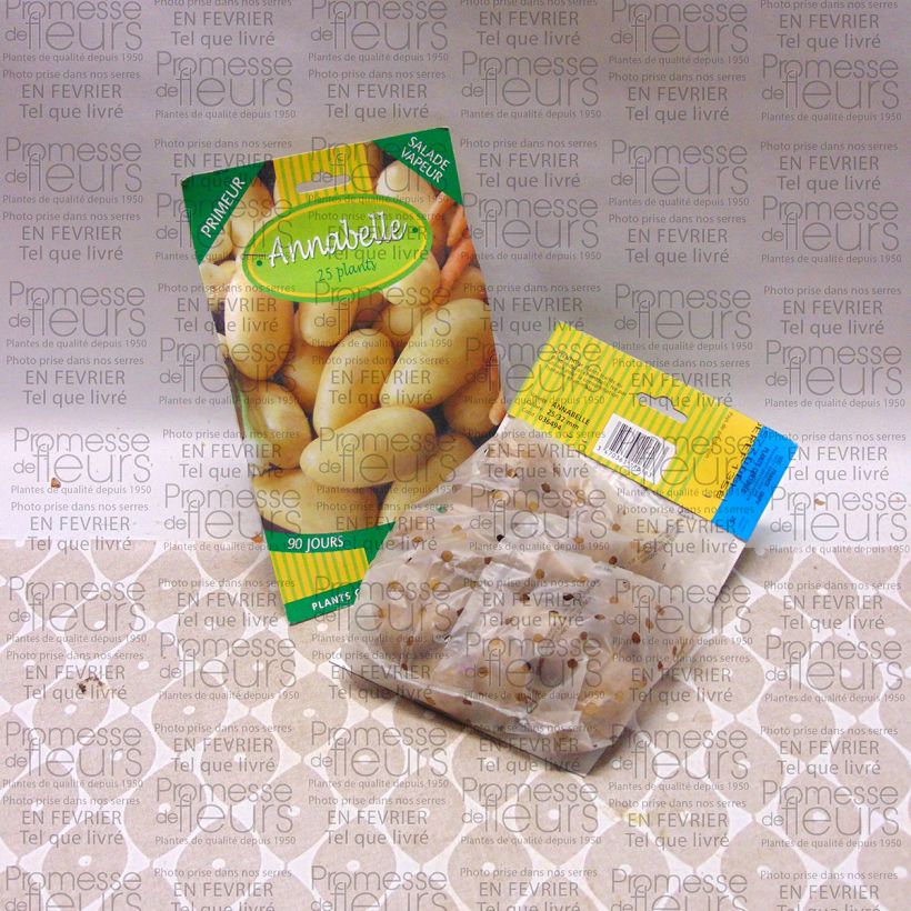Example of Pomme de terre Annabelle Sac de 25 plants calibre 28/32 mm as you get