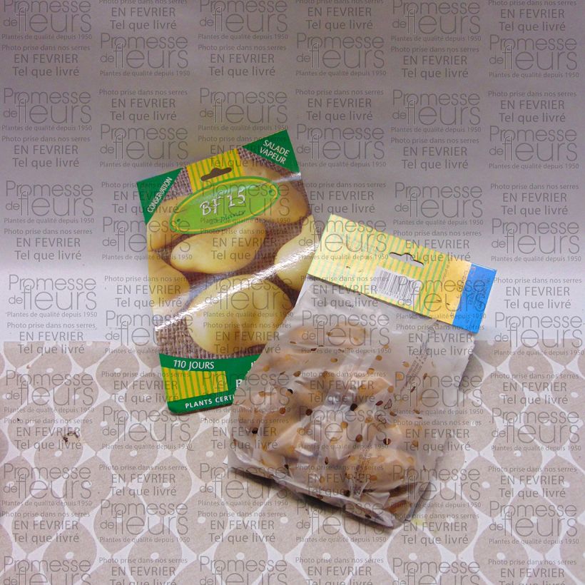 Exemple de spécimen de Pommes de terre BF 15 - Solanum tuberosum Sac calibre 25/35 mm tel que livré