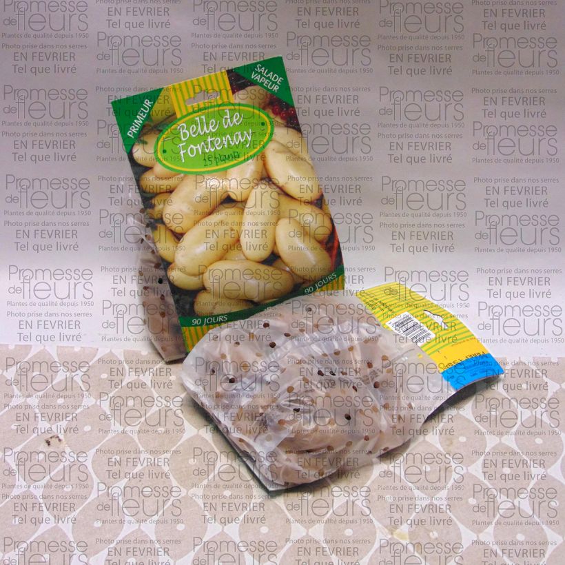Example of Pommes de terre Belle de Fontenay - Solanum tuberosum Sac de 25 plants calibre 25/32 mm as you get