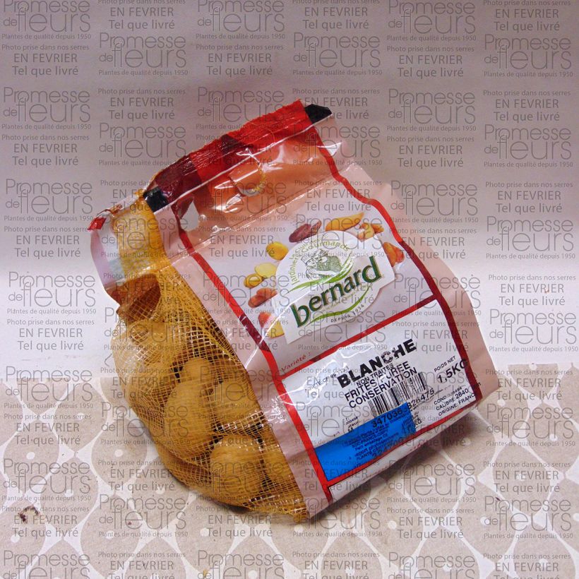 Exemple de spécimen de Pommes de terre Blanche - Solanum tuberosum Pièce calibre 28/40 mm, Sac de 1,5Kg (env. 50 plants) tel que livré