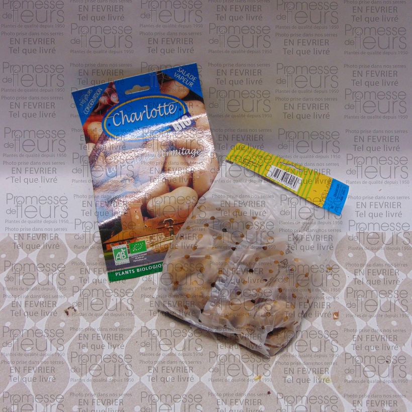 Exemple de spécimen de Pommes de terre Charlotte Bio - Solanum tuberosum Sac de 25 plants calibre 25/40 mm tel que livré