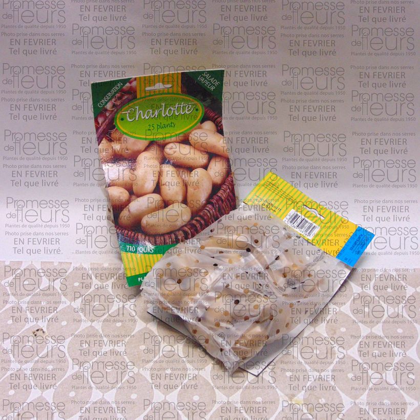 Exemple de spécimen de Pommes de terre Charlotte - Solanum tuberosum Sac de 25 plants calibre 25/32 mm tel que livré