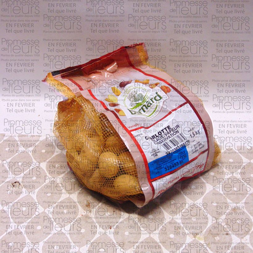 Exemple de spécimen de Pommes de terre Charlotte - Solanum tuberosum Pièce calibre 25/32 mm, Sac de 1,5Kg (env. 50 plants) tel que livré