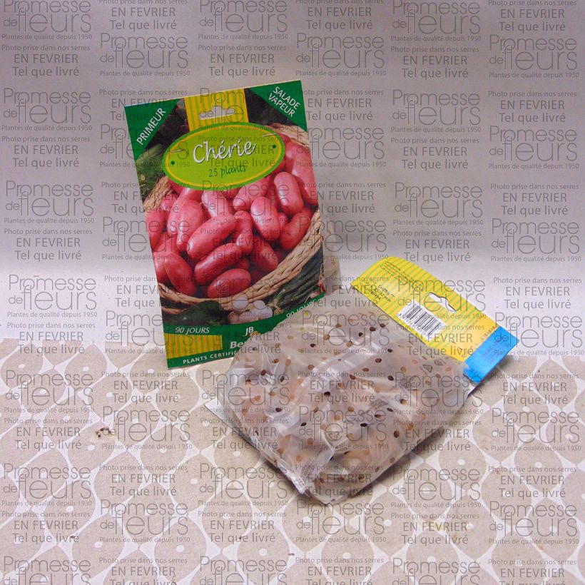Exemple de spécimen de Pommes de terre Cherie - Solanum tuberosum Sac de 25 plants calibre 25/32 mm tel que livré