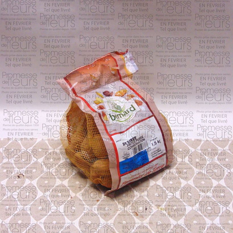 Exemple de spécimen de Pommes de terre Desiree - Solanum tuberosum Pièce calibre 28/35 mm, Sac de 1,5Kg (env. 50 plants) tel que livré