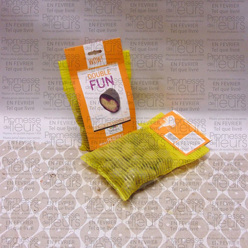 Exemple de spécimen de Pommes de terre Double Fun Sac de 25 plants calibre 28/35 mm tel que livré