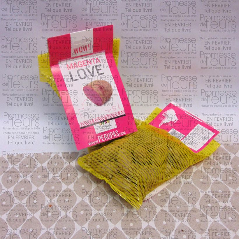 Exemple de spécimen de Pommes de terre Magenta Love - Solanum tuberosum Sac de 25 plants calibre 28/32 mm tel que livré