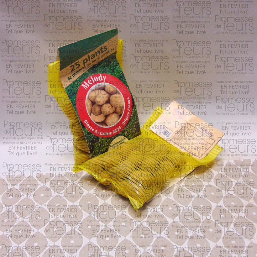 Exemple de spécimen de Pommes de terre Melody - Solanum tuberosum Sac de 25 plants calibre 28/35 mm tel que livré