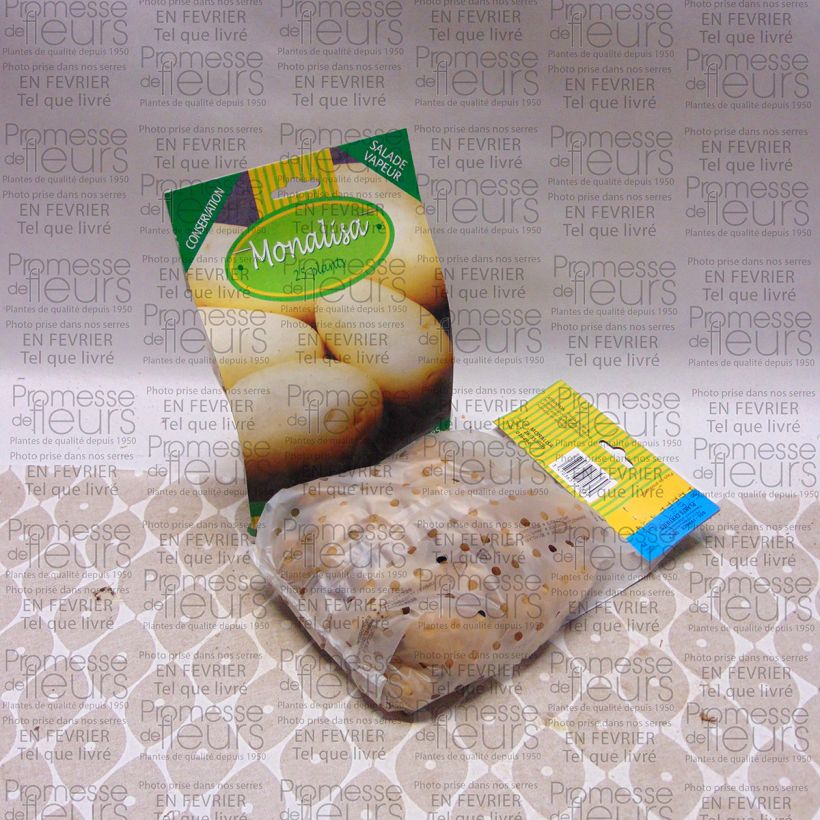 Example of Pommes de terre Mona Lisa - Solanum tuberosum Sac de 25 plants calibre 28/35 mm as you get