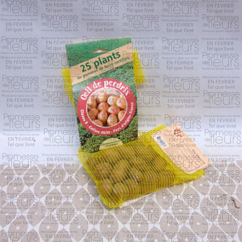 Exemple de spécimen de Pommes de terre Oeil de Perdrix (King Edward VII) - Solanum tuberosum Sac de 25 plants calibre 28/35 mm tel que livré