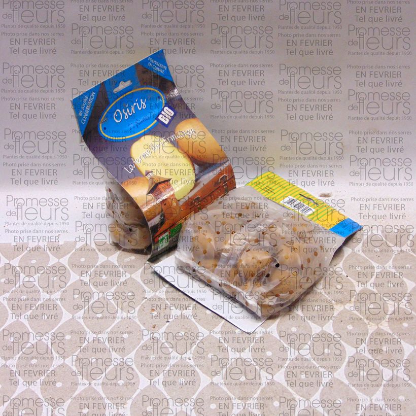 Exemple de spécimen de Pommes de terre Osiris Bio Sac de 25 plants calibre 28/45 mm tel que livré