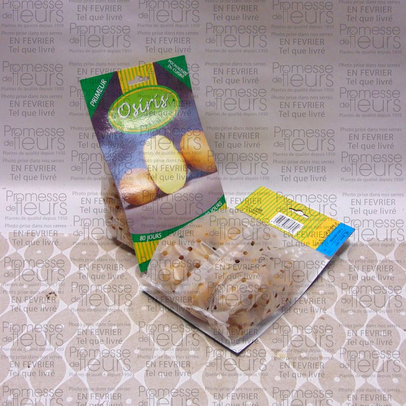 Exemple de spécimen de Pommes de terre Osiris - Solanum tuberosum Sac de 25 plants calibre 28/40 mm tel que livré