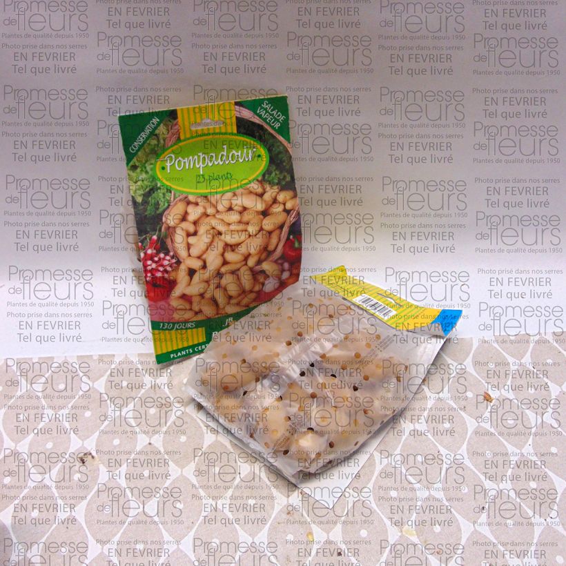 Exemple de spécimen de Pommes de terre Pompadour - Solanum tuberosum Sac calibre 25/32 mm tel que livré