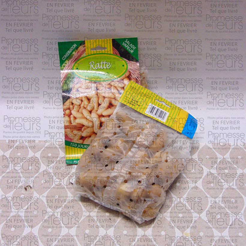 Example of Pomme de terre Ratte Sac de 25 plants calibre 25/32 mm as you get