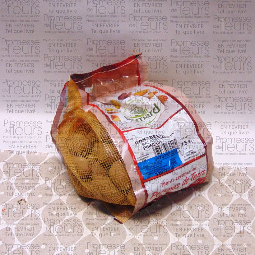 Example of Pommes de terre Rosabelle - Solanum tuberosum Pièce calibre 25/40 mm, Sac de 1,5Kg (env. 50 plants) as you get