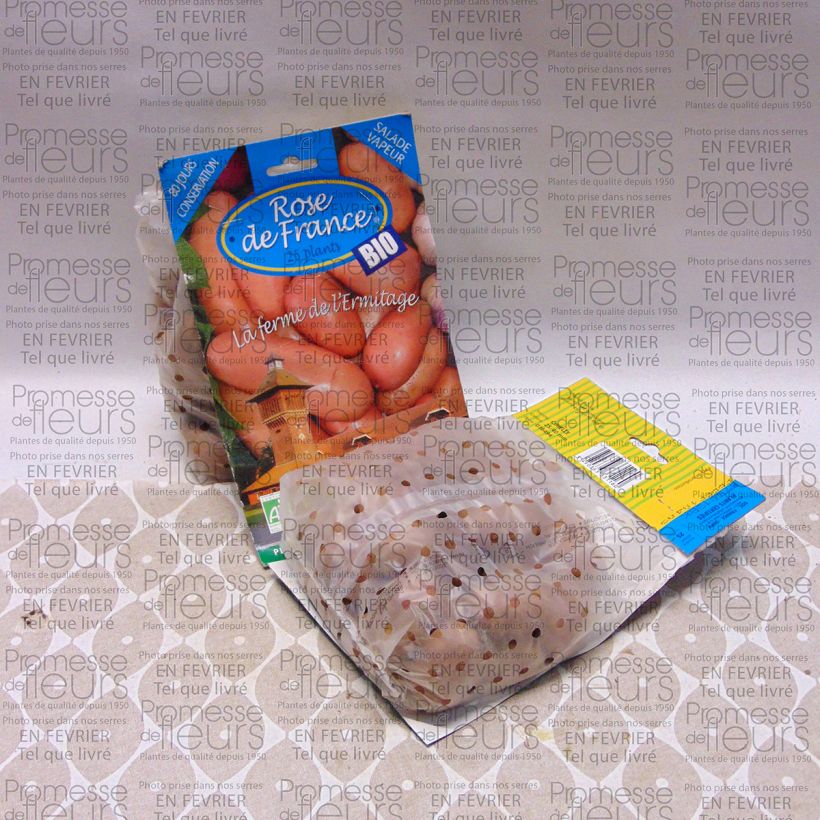 Exemple de spécimen de Pommes de terre Rose de France Bio - Solanum tuberosum Sac de 25 plants calibre 25/40 mm tel que livré